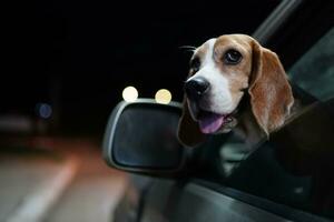 A cute beagle dog is pop its head out of car window, when traveling at a night, focus on eye,shooting with a shallow depth of field. photo