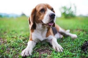 A  tri-color beagle dog sitting on the green grass out door in the field. Focus on face with shallow depth of field. photo