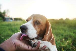 A cute  beagle dog licks the hand of its owner by go on tiptoe. photo