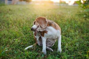 A cute beagle dog scratching body outdoor on the grass field. photo