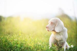 Portrait of a cute white fur beagle dog lying on the green grass ,shooting with a shallow depth of field. photo