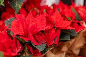 flowering poinsettia plant in december photo