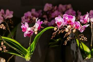 floreciente orquídeas en un tienda ventana foto