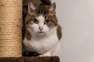 a cat sitting on a scratching post photo