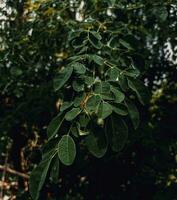 Close up image of Moringa leaves. plants, macro photography photo