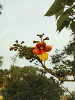 Bignonia capreolata is a vine commonly referred to as crossvine.2 photo