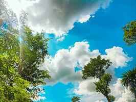 green trees and a cloudy blue sky with sunlight. photo