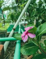 Pink Madagascar periwinkle, also called noyon tara in Bangladesh,Catharanthus roseus. photo