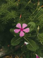 Pink Madagascar periwinkle, also called noyon tara in Bangladesh Catharanthus roseus. photo