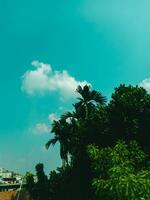 betel nut trees,green trees and buldings against blue sky during sunlight with cinematic teal colour grading photo