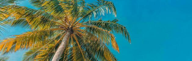 romántico vibraciones de tropical palma árbol luz de sol en cielo antecedentes. al aire libre puesta de sol exótico follaje, de cerca naturaleza paisaje. Coco palma arboles y brillante amanecer terminado brillante cielo. verano inspirar naturaleza foto