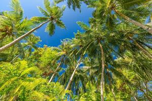 Green palm trees against blue sky and white clouds. Tropical jungle forest with bright blue sky, panoramic nature banner. Idyllic natural landscape, looking up, low point of view. Summer traveling photo