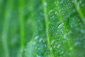 Beauty in nature. Relaxing soft blue green colors, macro water drops of dew in morning glow in sunlight. Beautiful leaf texture in nature. Natural background wallpaper. Idyllic spring summer closeup photo