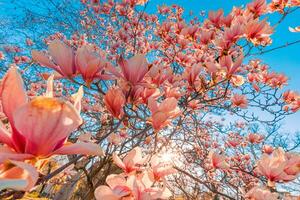 Perfecto naturaleza antecedentes para primavera o verano floral modelo antecedentes. rosado magnolia flores y suave azul cielo y Dom rayos como relajante temperamental de cerca. increíble naturaleza escena, soñador flores foto