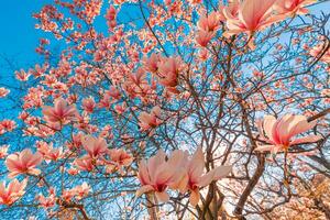 Perfect nature background for spring or summer floral pattern background. Pink magnolia flowers and soft blue sky and sun rays as relaxing moody closeup. Amazing nature scene, dreamy flowers photo