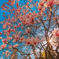 Perfect nature background for spring or summer floral pattern background. Pink magnolia flowers and soft blue sky and sun rays as relaxing moody closeup. Amazing nature scene, dreamy flowers photo