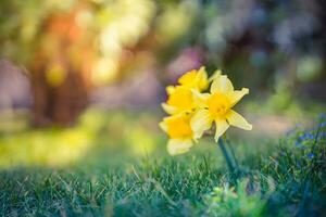 Daffodil flowers and blurred spring meadow. Magic colorful artistic image tenderness of nature, spring floral wallpaper. Yellow blossoms with soft sunlight, dream nature, peaceful garden photo