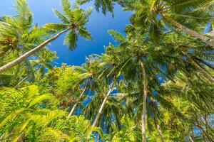 verde palma arboles en contra azul cielo y blanco nubes tropical selva bosque con brillante azul cielo, panorámico naturaleza bandera. idílico natural paisaje, mirando arriba, bajo punto de vista. verano de viaje foto