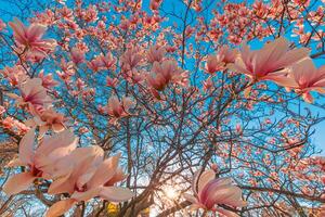 Perfecto naturaleza antecedentes para primavera o verano floral modelo antecedentes. rosado magnolia flores y suave azul cielo y Dom rayos como relajante temperamental de cerca. increíble naturaleza escena, soñador flores foto