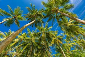 Green palm trees against blue sky and white clouds. Tropical jungle forest with bright blue sky, panoramic nature banner. Idyllic natural landscape, looking up, low point of view. Summer traveling photo