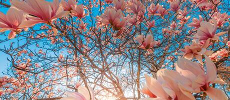 Perfect nature background for spring or summer floral pattern background. Pink magnolia flowers and soft blue sky and sun rays as relaxing moody closeup. Amazing nature scene, dreamy flowers photo