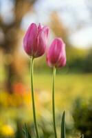 Closeup spring nature landscape. Colorful pink tulips blooming under sunlight on summer blurred background. Romantic blooming tulips in garden blurred background with trees under soft sunlight photo
