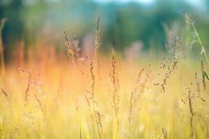 Beautiful close up ecology nature landscape with meadow. Abstract grass background. photo