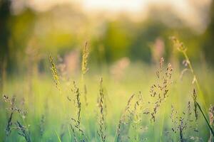 Beautiful close up ecology nature landscape with meadow. Abstract grass background. photo