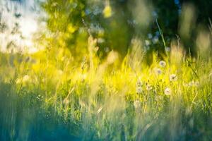 Beautiful spring summer landscape, serene foliage. Fresh green grass meadow with blur park garden trees in nature background, blurry green bokeh light outdoor in summer background photo