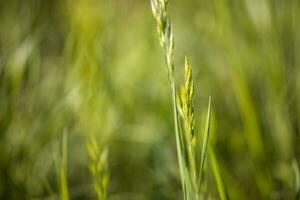 Beautiful close up ecology nature landscape with meadow. Abstract grass background. photo