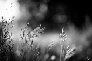 Beautiful abstract black and white nature background. photo