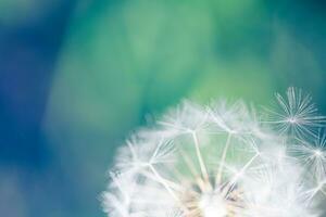 Beautiful nature abstract, soft peaceful morning sunlight, dew drops pastel blue green colors. Inspirational blurred nature closeup natural texture. Spring summer meadow field banner. Beautiful relax photo