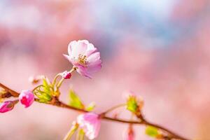 Beautiful cherry blossom sakura in spring time over blue sky. Amazing vivid colors, springtime nature banner with copy space. Pink cherry flowers gentle light blue sky background photo