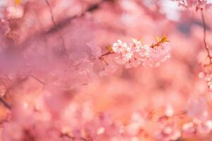 hermosa Cereza florecer sakura en primavera hora terminado azul cielo. increíble vívido colores, primavera naturaleza bandera con Copiar espacio. rosado Cereza flores amable ligero azul cielo antecedentes foto