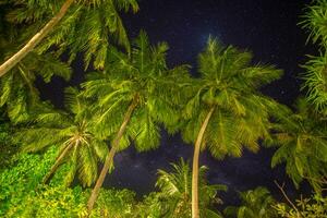 Night photo of beautiful palm trees and milky way in background, tropical warm night. Abstract nature pattern. Tranquil peaceful inspirational outdoors natural decoration. Astronomy romantic exotics