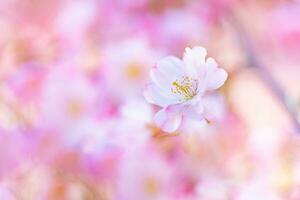 Beautiful cherry blossom sakura in spring time over blue sky. Amazing vivid colors, springtime nature banner with copy space. Pink cherry flowers gentle light blue sky background photo