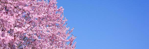 Beautiful cherry blossom sakura in spring time over blue sky. Amazing vivid colors, springtime nature banner with copy space. Pink cherry flowers gentle light blue sky background photo