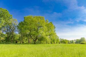 Beautiful bright landscape of grass field and green forest trees. Summer outdoors environment concept. Hiking nature walking, peaceful soft nature scene. Closeup grass meadow, fresh trees sky sunlight photo