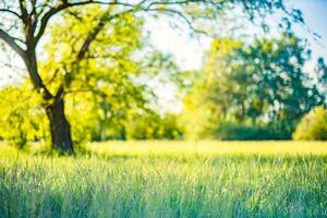 Beautiful spring summer landscape, serene foliage. Fresh green grass meadow with blur park garden trees in nature background, blurry green bokeh light outdoor in summer background photo