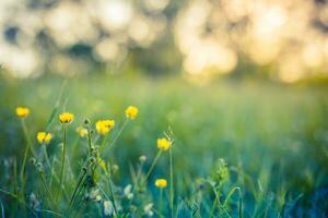 Daisy flower in green grass meadow shallow depth of field. Beautiful daisy flowers in nature. Abstract soft focus sunset field landscape of white yellow flowers vintage bokeh warm golden hour sunrise photo