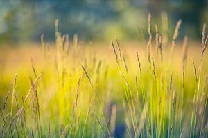 Beautiful close up ecology nature landscape with meadow. Abstract grass background. photo