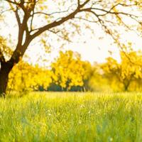 Beautiful spring summer landscape, serene foliage. Fresh green grass meadow with blur park garden trees in nature background, blurry green bokeh light outdoor in summer background photo