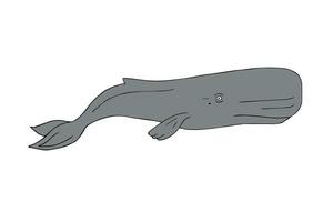 Vector hand drawn sketch cachalot sperm whale