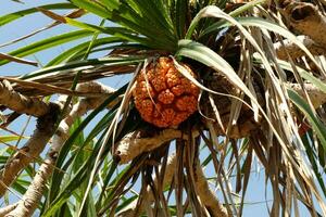 costa Pino de tornillo o pandanus tectorius en el árbol foto