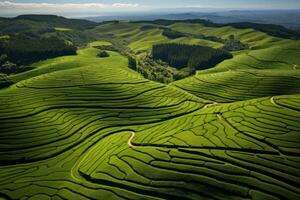 AI generated Aerial view of tea plantation in the morning, North of Thailand, Aerial drone view of shapes of Cha Gorreana tea plantation at Sao Miguel, AI Generated photo