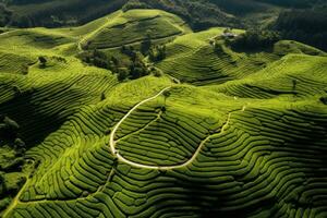 AI generated Tea Plantations in the Cameron Highlands, Malaysia. The tea plantations are one of the most popular tourist attractions in Malaysia, Aerial drone view of shapes of Cha Gorreana photo