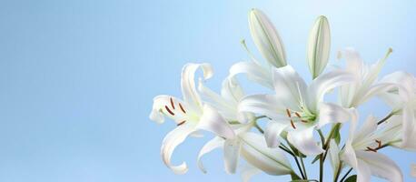 AI generated white lilies on a light background with a blue background, photo