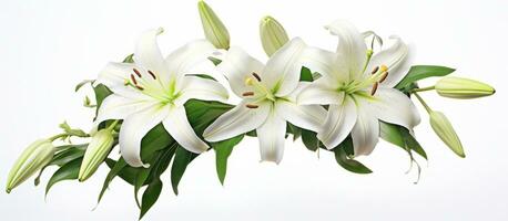 AI generated white lily flower isolated on white background, photo