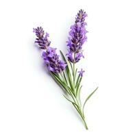 AI generated single lavender flower isolated on white photo