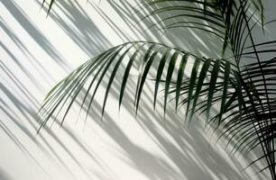 ai generado palma hojas sombra en blanco superficie foto